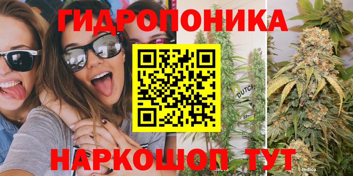 Бошки Шишки план Тобольск